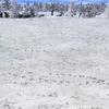 snow2.jpg